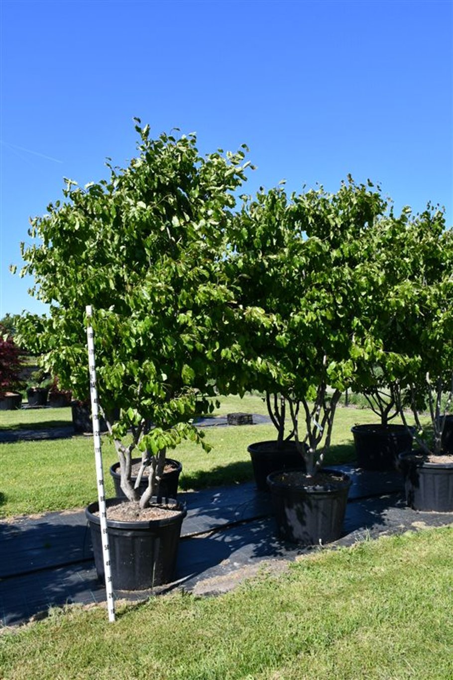 Persiskt järnträd – Parrotia persica - C180 200-250 cm. Meerstammig